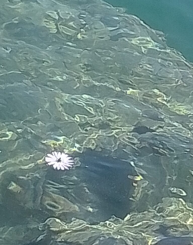 Ειρήνη Μαρίνα Μπερταχά