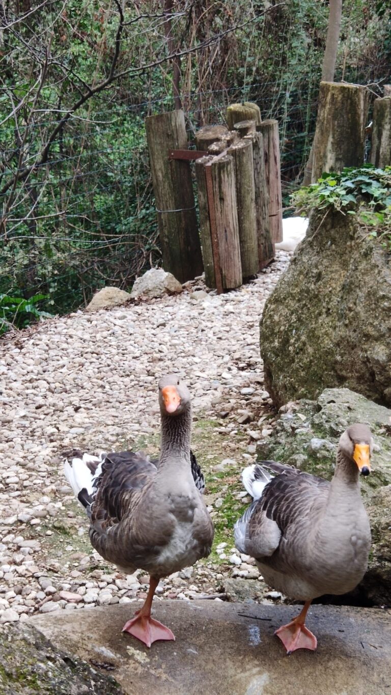 Ζωή Θεοδοσίου