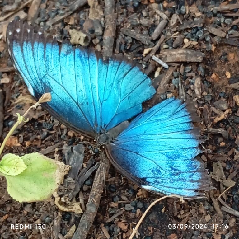 Ιωάννα Τσορώνη
