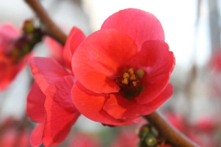 Σοφία Κονόμη