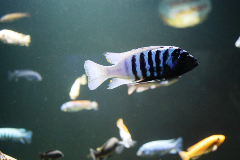 Σοφία Κονόμη