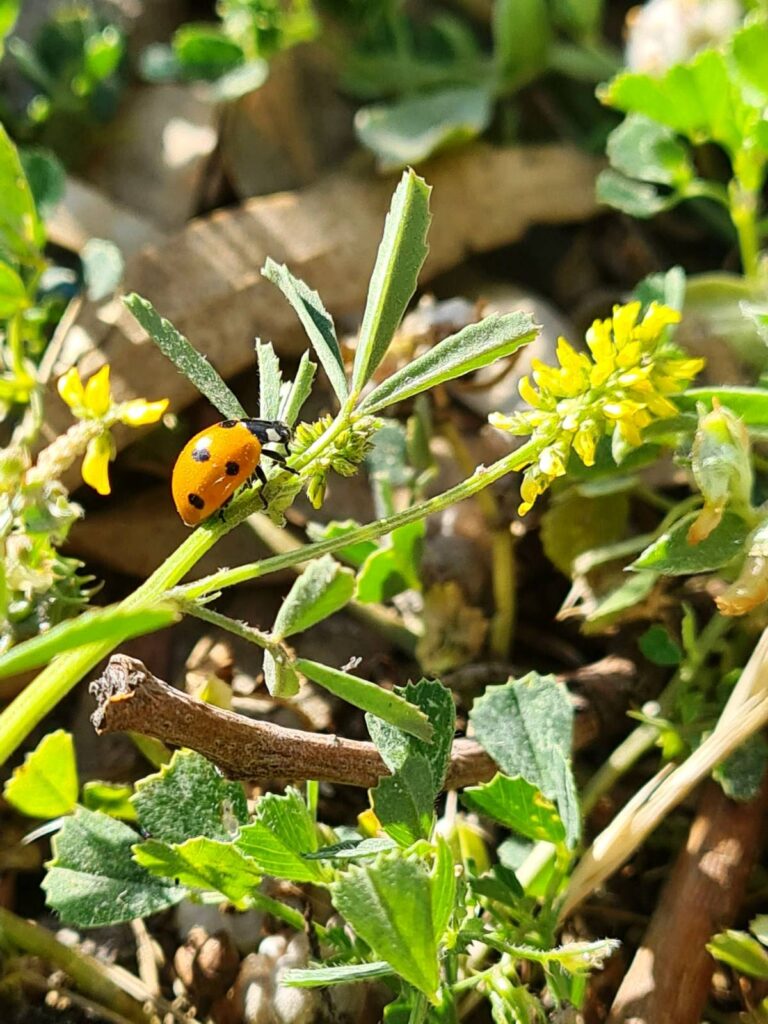 Φοίβος Σταύρος Αντωνίου